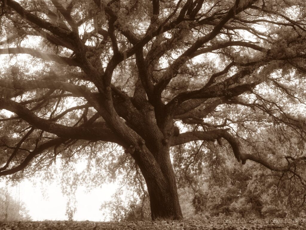 Albero dell'Impiccato - Hangman's tree (Folk Horror)